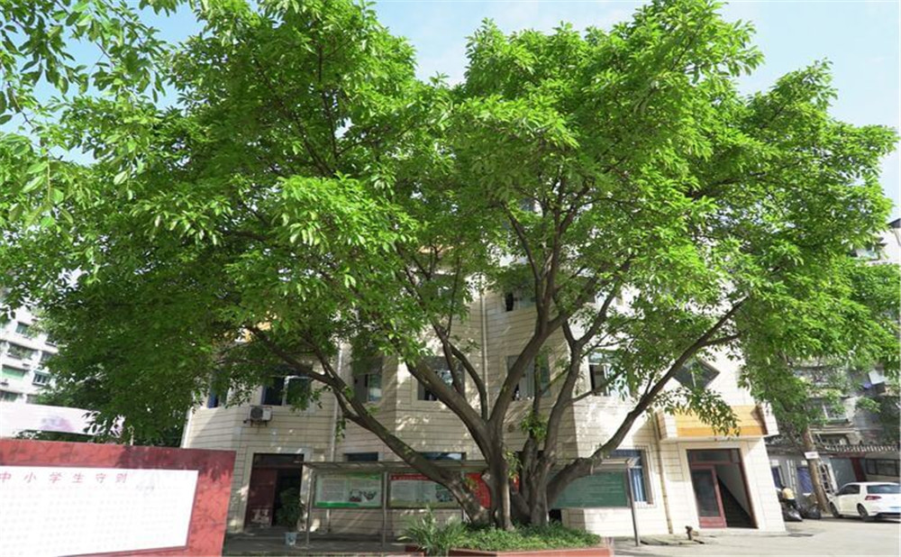 自貢市第六中學(xué)的學(xué)校環(huán)境怎么樣？
