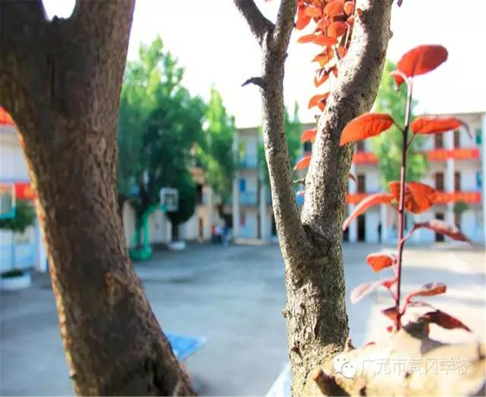 廣元市黃岡學(xué)校2020年學(xué)費的收費標(biāo)準(zhǔn)是多少？
