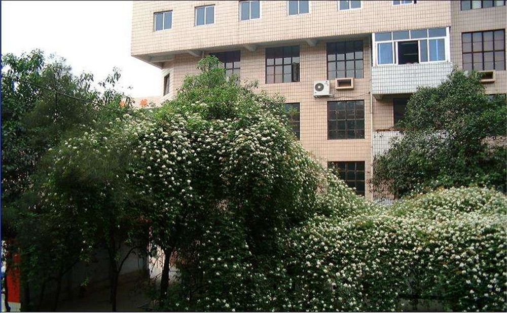 石室聯(lián)合中學(xué)蜀華分校2020年招生計(jì)劃是多少？