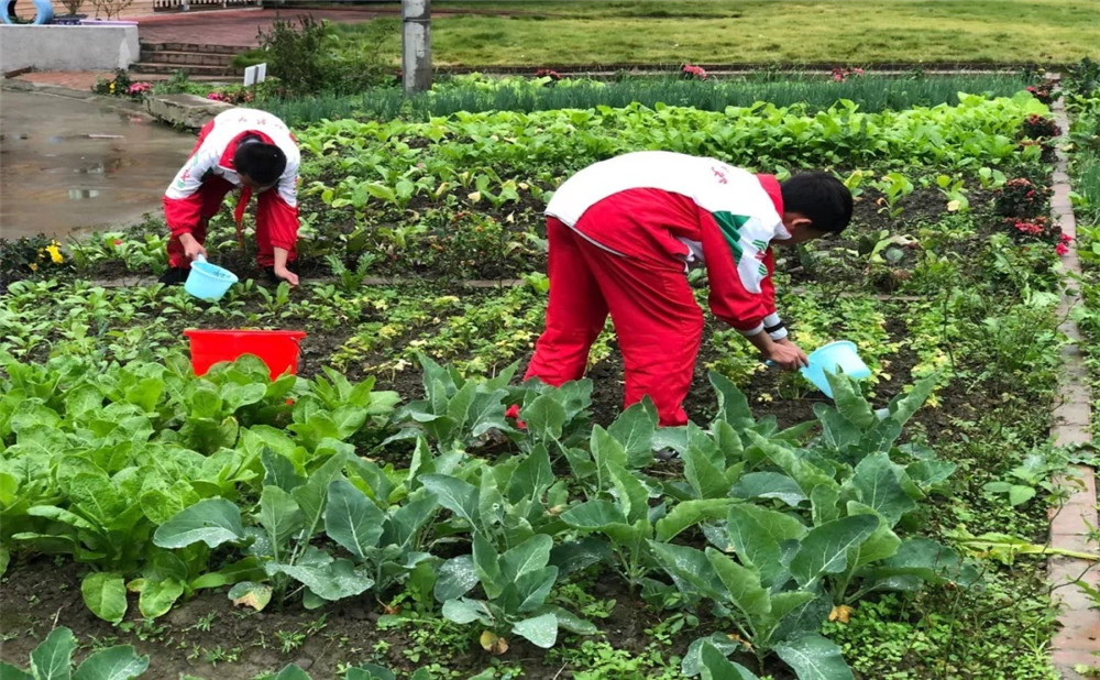 成都樹德中學光華校區(qū)升學率是多少？