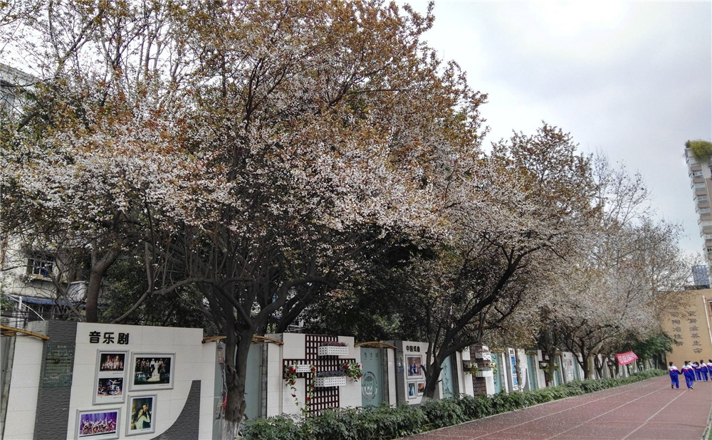 成都大學附屬中學2020年招生標準在哪兒看？