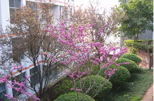 三星中學(xué)的本科升學(xué)率是多少？